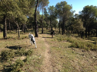 Thor y Juni corriendo por Valdelatas