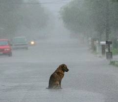 perro bajo la lluvia