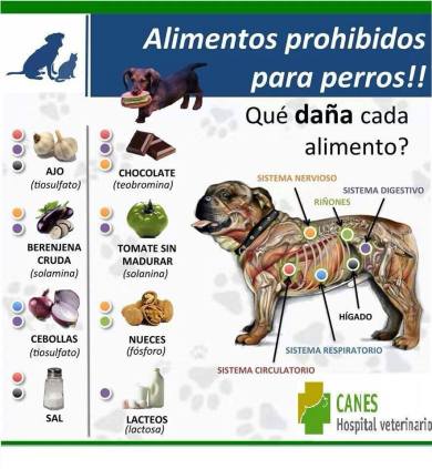 Alimento prohibidos para perros