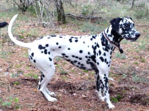 corriendo por el campo