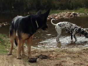 Thor y Juni bebiendo en el río