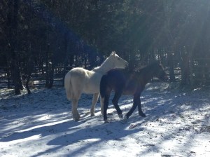Caballos salvajes en Rascafría