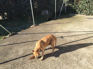 El día que rescatamos a HOPE