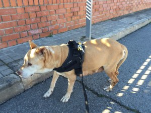 Con nuestro arnés hacia casa