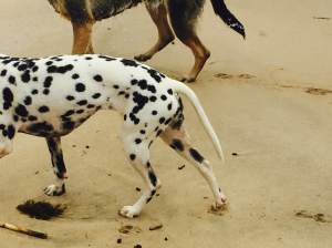 Juni con el síndrome de la cola fría